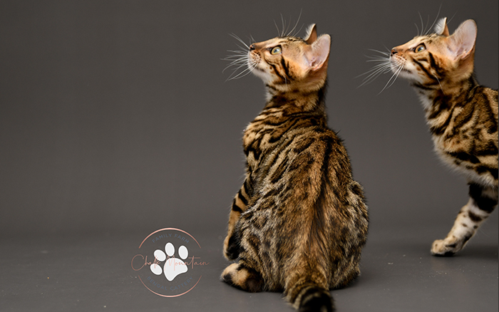 Bengal kitten for sale